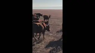 Перегон Домой