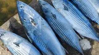 #KIAMA WOLLONGONG MACK TUNA @BONITO IN ACTION #fishingvideo ..