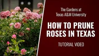 Rose Pruning in Texas: Maximizing Bloom Production