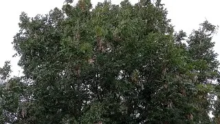 Windy Day Today Short Clip