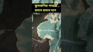 ফুলকপির ঝলসানো রোগ#cauliflower cultivation and disease management