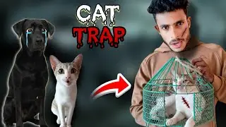 CHOTU WELY MADE REAL CAT TRAPE | TILLU CAT TRAPED #mrdhanno 