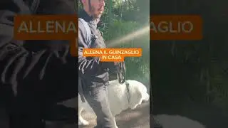 Il tuo cane tira al guinzaglio ? Ecco come risolvere in 3 mosse