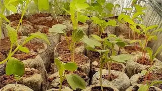 Beginner Gardener Series Ep7: Watering and Fertilizing Seedlings/ 