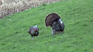 Turkey Hunting Wisconsin 