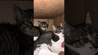 Resumo do primeiro dia, sempre com a supervis&atilde;o da vet @thaynaiancso, #gato #cats  #funny #viral