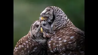 Adorable Owl Bonding Moments - A Variety of Owls in Their Natural Habitat