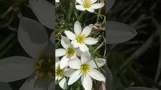 rain lily flower#happygardening #flowers #lovinggarden #garden