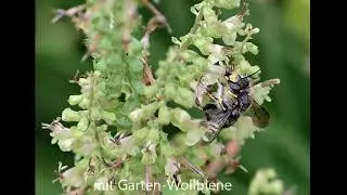 Salbei Gamander - Teucrium scorodonia