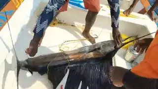கடலில  மீன்பிடி| Tamil fisherman life🌊 #fishing #sea #ocean #fishingvideo #fish #tamil #tamilfishing