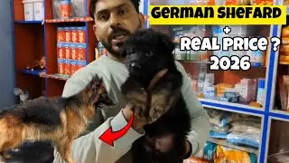  German Shefard double cort male puppy , available in Swastik pet kennel.