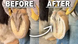 Satisfying ASMR Gaited Horse Hoof Trim | 5 Week Restoration (BAREFOOT FARRIER BEFORE & AFTER)
