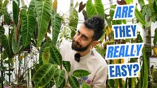 🌱 ЛОЖЬ на этикетках растений: что вам не говорят о советах по уходу!