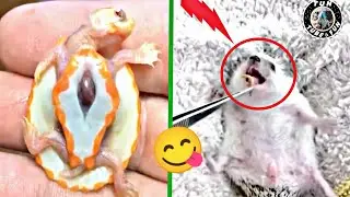 TUN TUBE-FUN | cute animal videos funny | cute animal love ❤️💖 | Pets & Animals 2023 #5