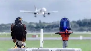 Anti Kollisionssysteme in der Luftfahrt
