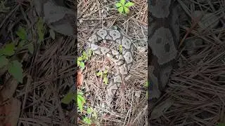 Beautiful (and Grumpy!) Copperhead Crossing the Road in North Georgia!