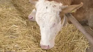Tov bikova u selu Krcevac - U nasem ataru 722