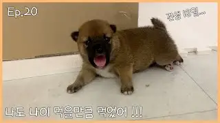 견생18일차 말대꾸하는 강아지 새끼... [ Ep.20 ]