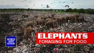 Drone footage shows elephants foraging for food in Sri lanka garbage dump