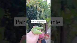 Pahadi vegetable harvesting#harvest  #farming #shorts