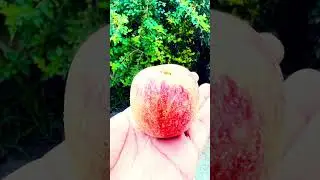 Apple farming punjab || Punjab #punjab #applefarming #sammewali