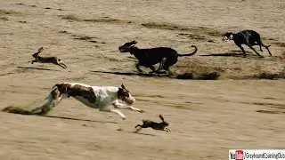 Greyhound chasing rabbit coursing 2022