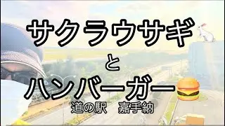 サクラウサギ🐇とハンバーガー🍔