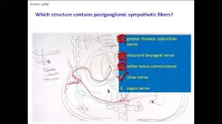 Which nerves contain postganglionic sympathetic nerve fibers?