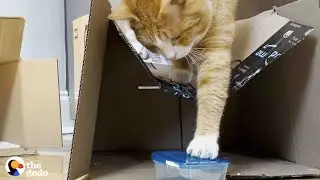 Кот, который больше всего на свете любит Tupperware, получает особенную доставку | Безумный кот Додо
