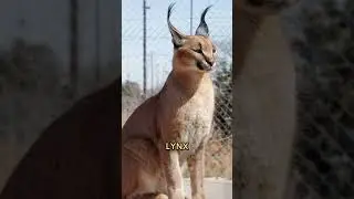 Every member of the cat family