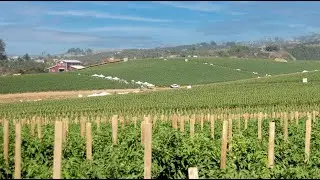 Tomato: West Coast Tomatoes Growers, Unites States | Rivulis