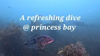 Refreshing dive @ Princess Bay, Wellington 🐟