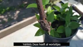 Vlog 13 Vervolg van de Vlinderstruik stekken