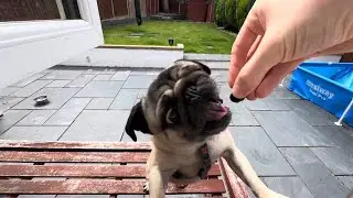 Do pugs eat Blueberries? 🤔 Pug dog treat time fruit edition! 😋
