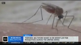 Baltimore ranks 14th on worst list for mosquitoes in U.S.