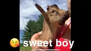 Are goats affectionate?