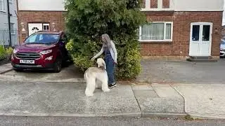 Rhaenyra (Afghan Hound) - Motion Video Reel