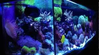 After 2 Years: jmadden184's Reef