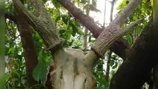 Forest - Western ghats - Leeches - Malnad Region