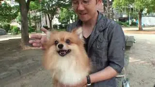 Missile is the best Pomeranian!!~Ghost Trick TV Clip