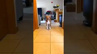 Umm no thank you&hellip; #foryou #dogshorts #funny #doglife #pitbull #comedy #foryoupage
