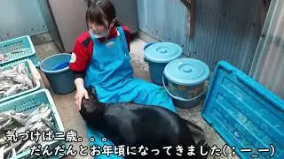 【アシカ】日向の喜怒哀楽（伊勢シーパラダイス／水族館）