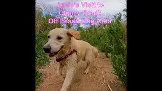 Junie Visits the Cherry Creek Off Leash Dog Area
