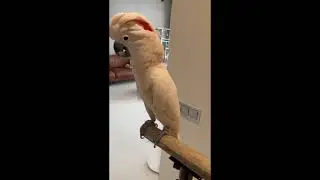 Moluccan Cockatoo singing!!!!