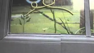 Spaghettaboutit.mov