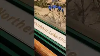 Выставка на северном берегу озера