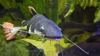Beautiful Waterfall with Colorful Fish | Relaxing Nature Video 🌊🐟