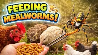 Feeding mealworms to backyard inhabitants