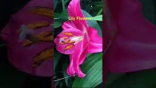 லில்லி மலர் கொண்டாட்டம் #dld24 #dutchlilydays #thenetherlands #DLD #holland #lily_flowershow #lilium