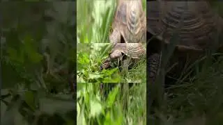 4 Animals that can age pass 100 years old !! #animals #old #education #facts